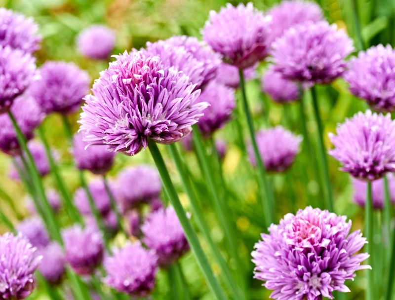 Chive Blossoms