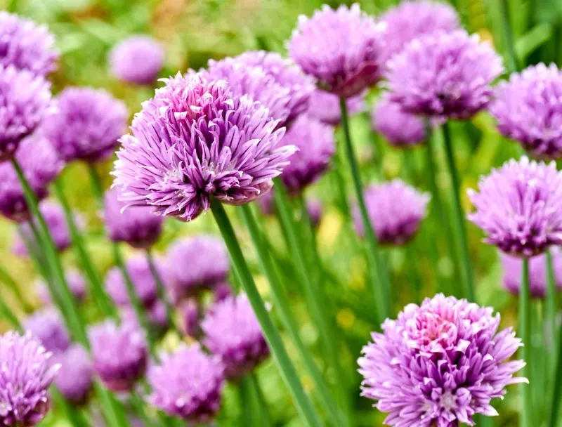 Chive Blossoms