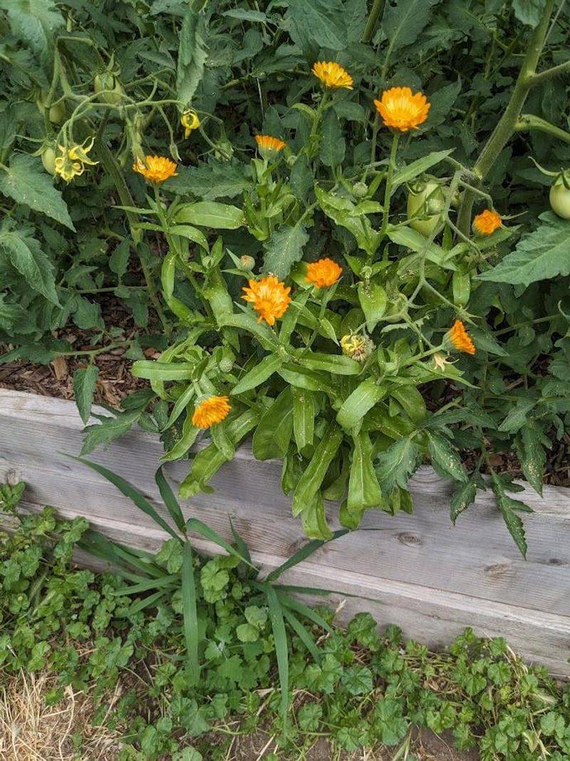 Calendula and Carrots