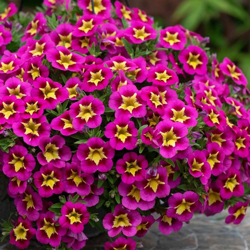 Calibrachoa