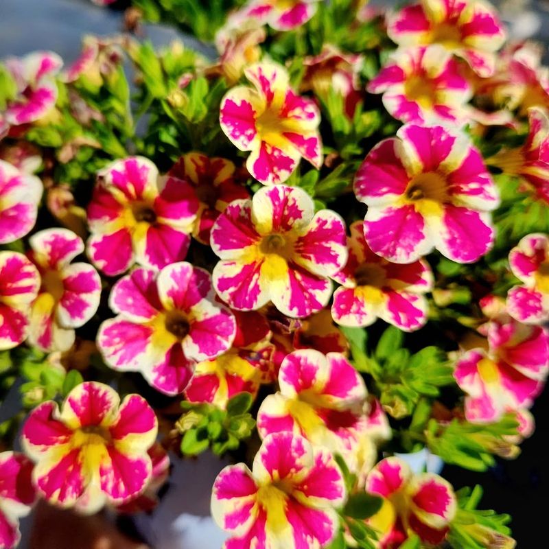 Calibrachoa