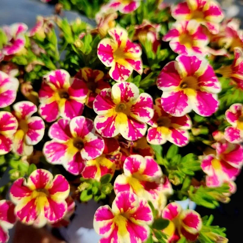 Calibrachoa