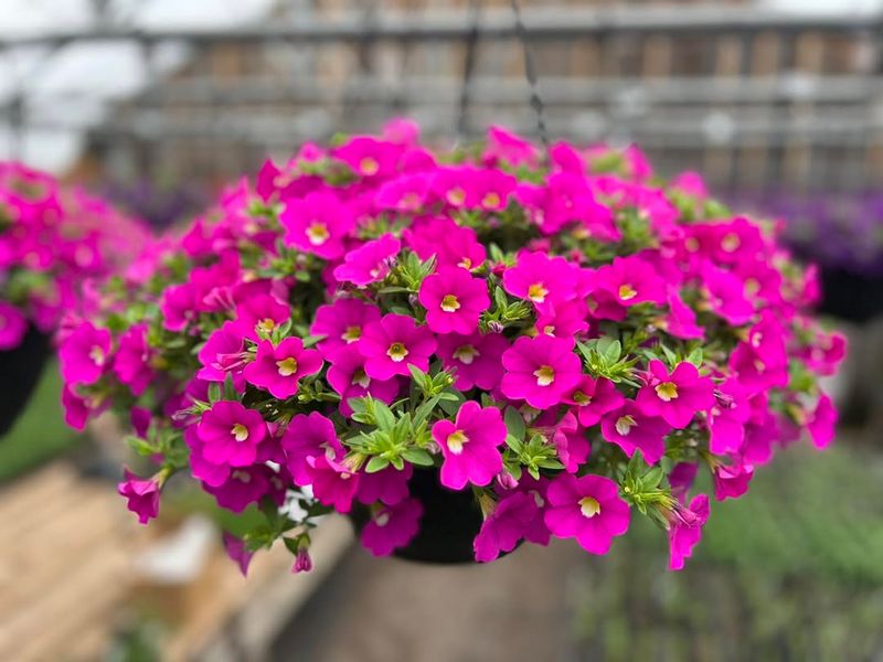 Calibrachoa