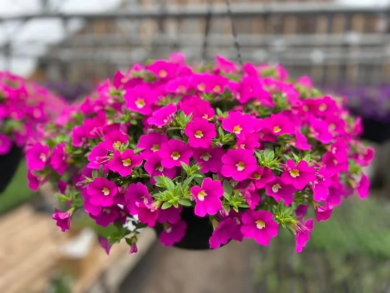Calibrachoa