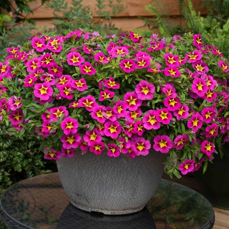 Calibrachoa