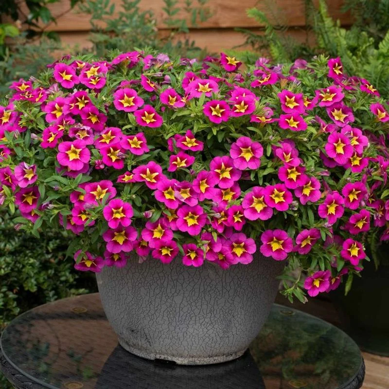 Calibrachoa