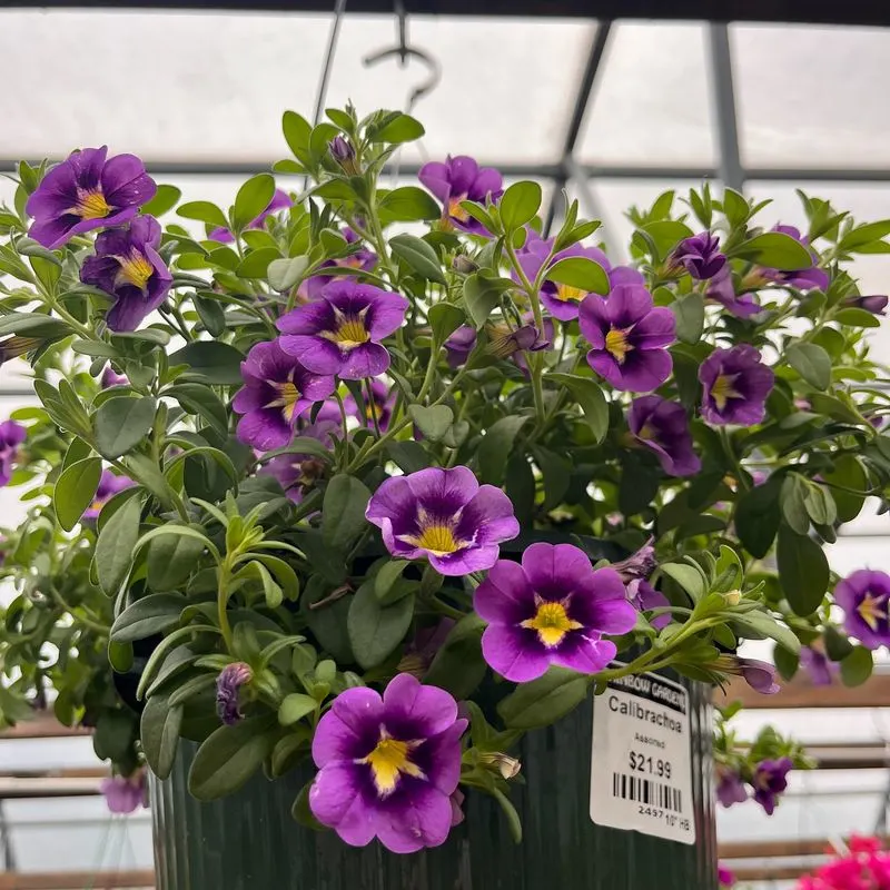 Calibrachoa