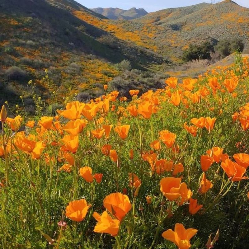 California Poppy