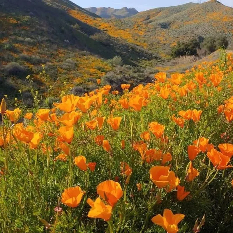 California Poppy