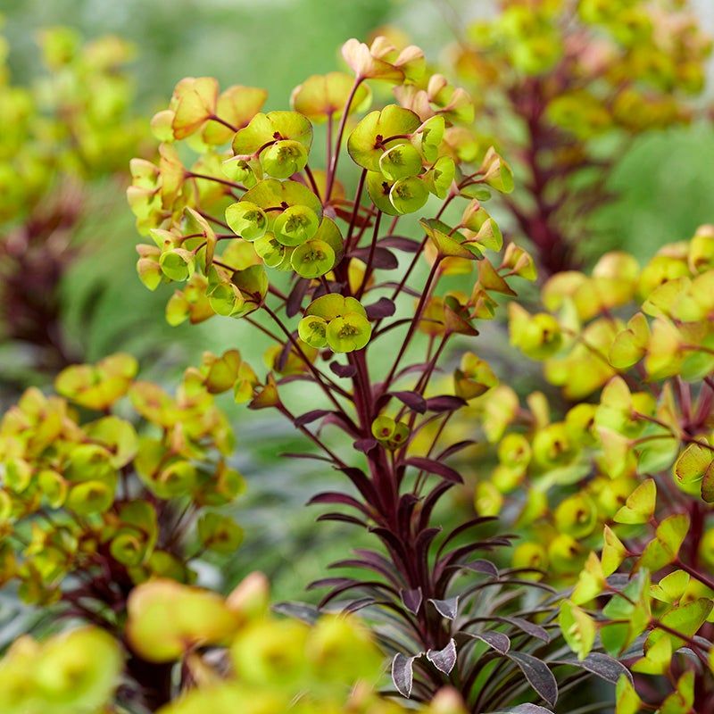 Euphorbia