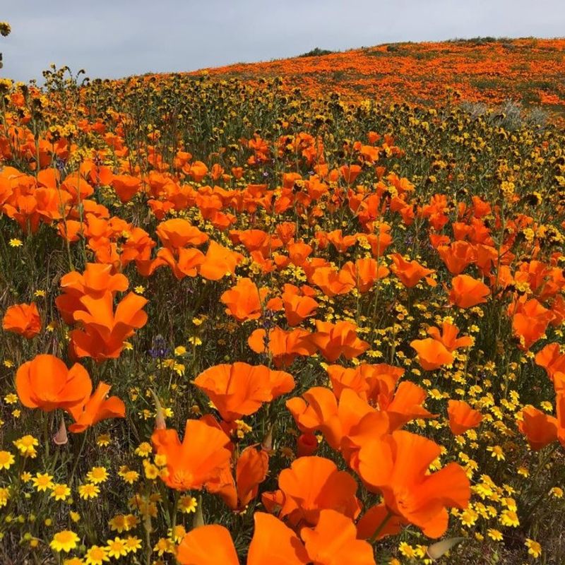 California Poppy