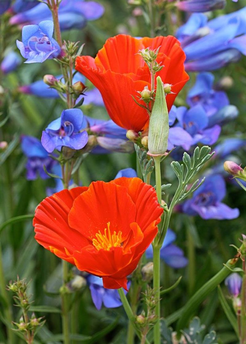 California Poppy