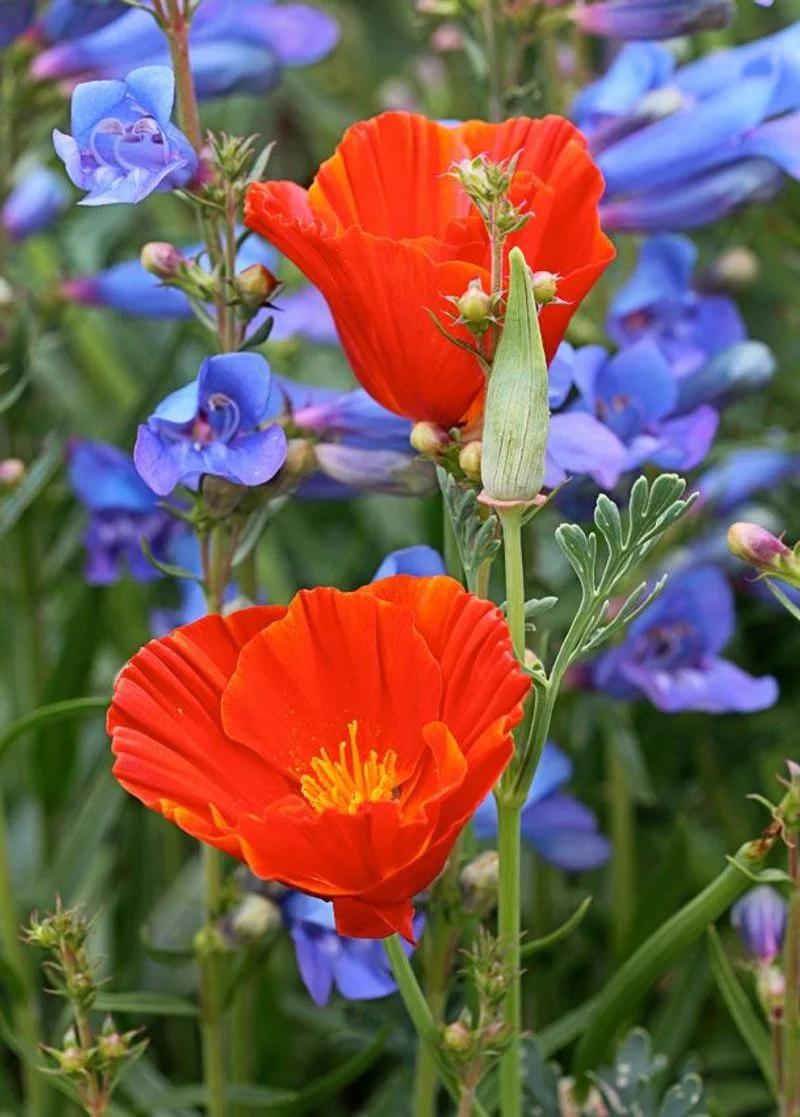 California Poppy