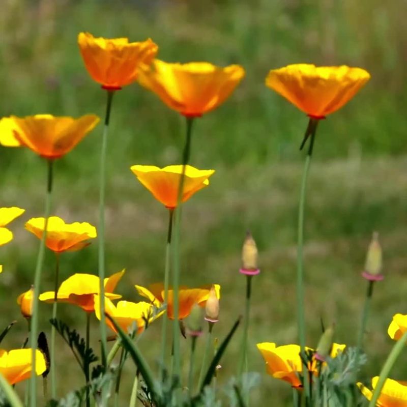 California Poppy