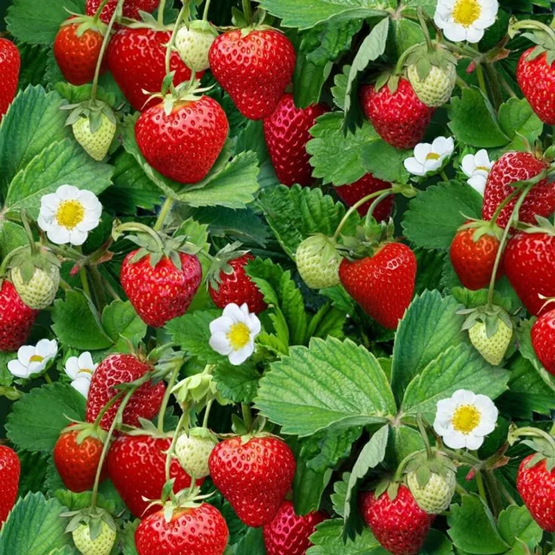 California Produces the Most Strawberries in the USA