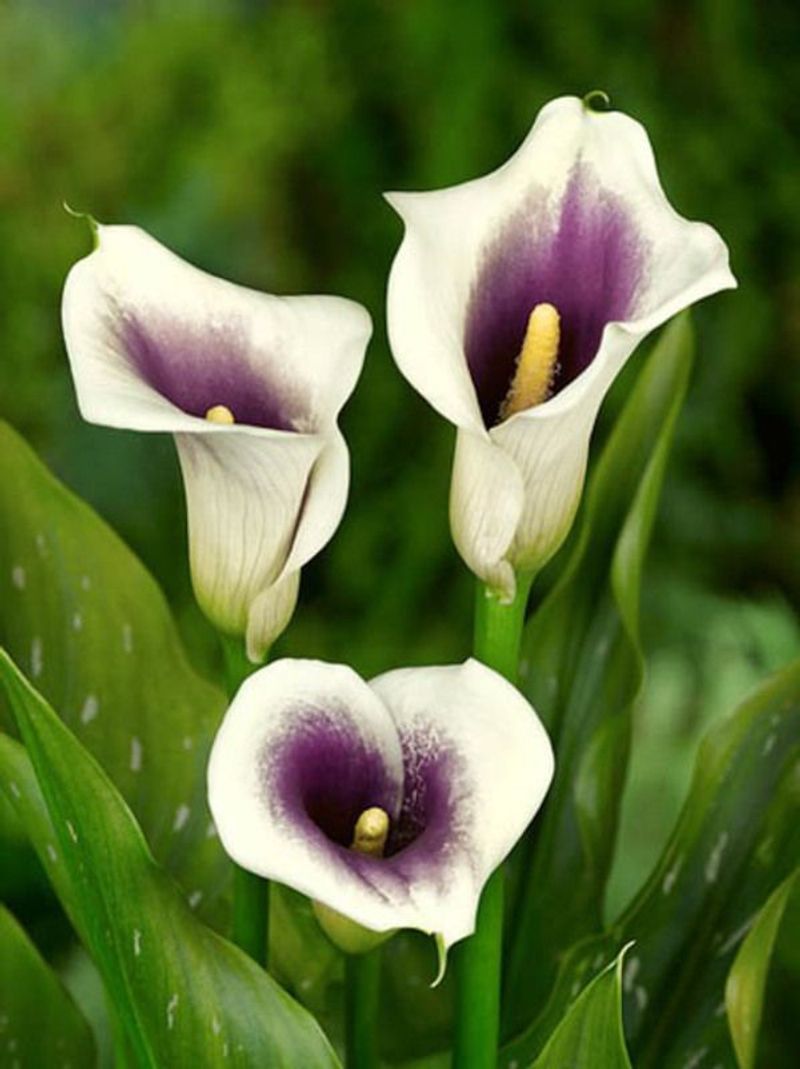 Calla Lilies
