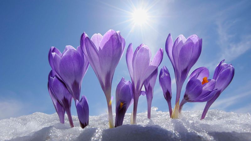 Crocus