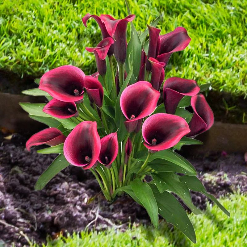 Calla Lily