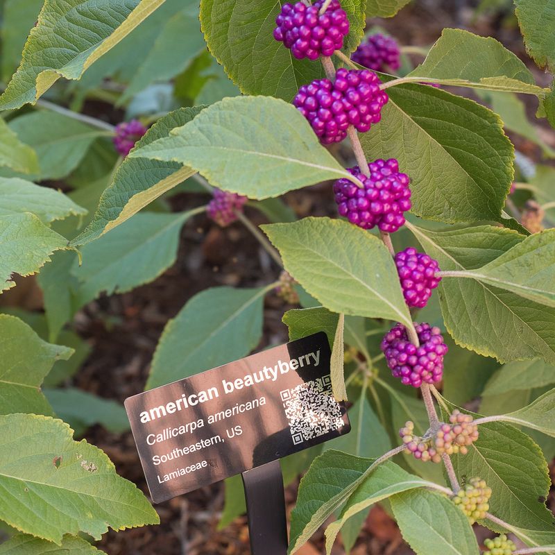 Callicarpa (Beautyberry)
