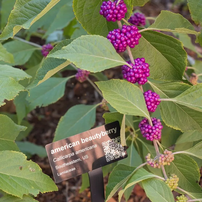 Callicarpa (Beautyberry)