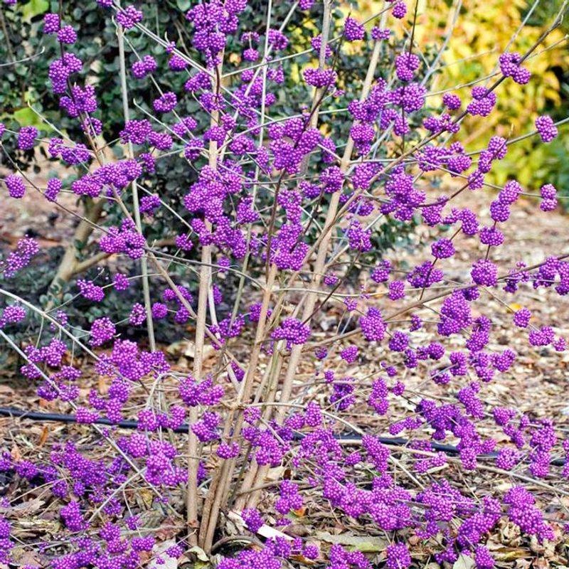 Callicarpa