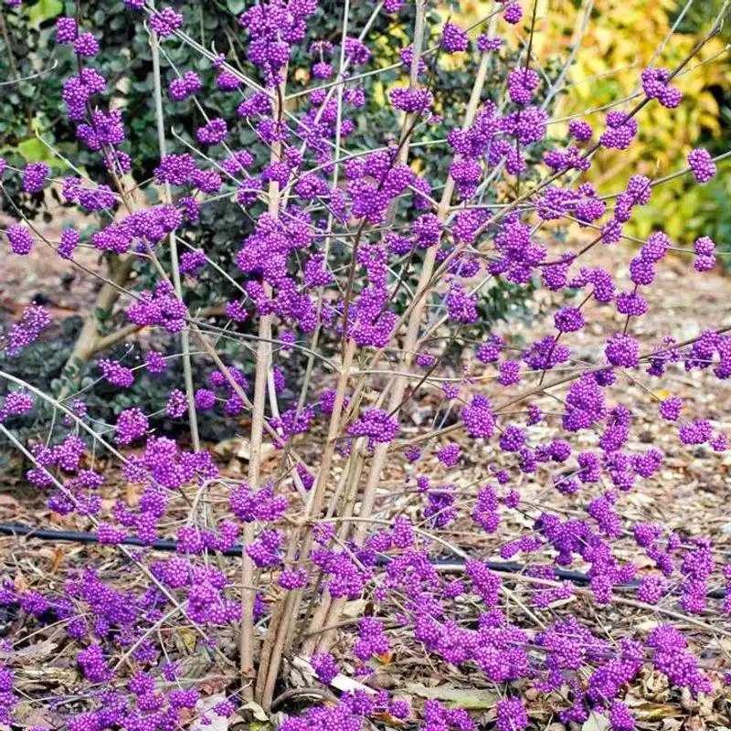 Callicarpa