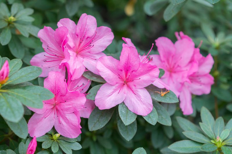 Camelias and Azaleas