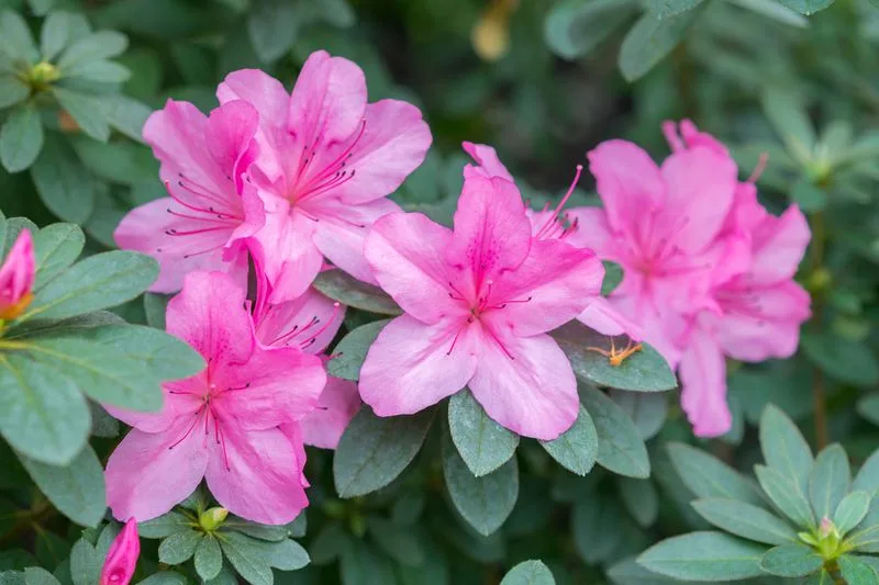 Camelias and Azaleas