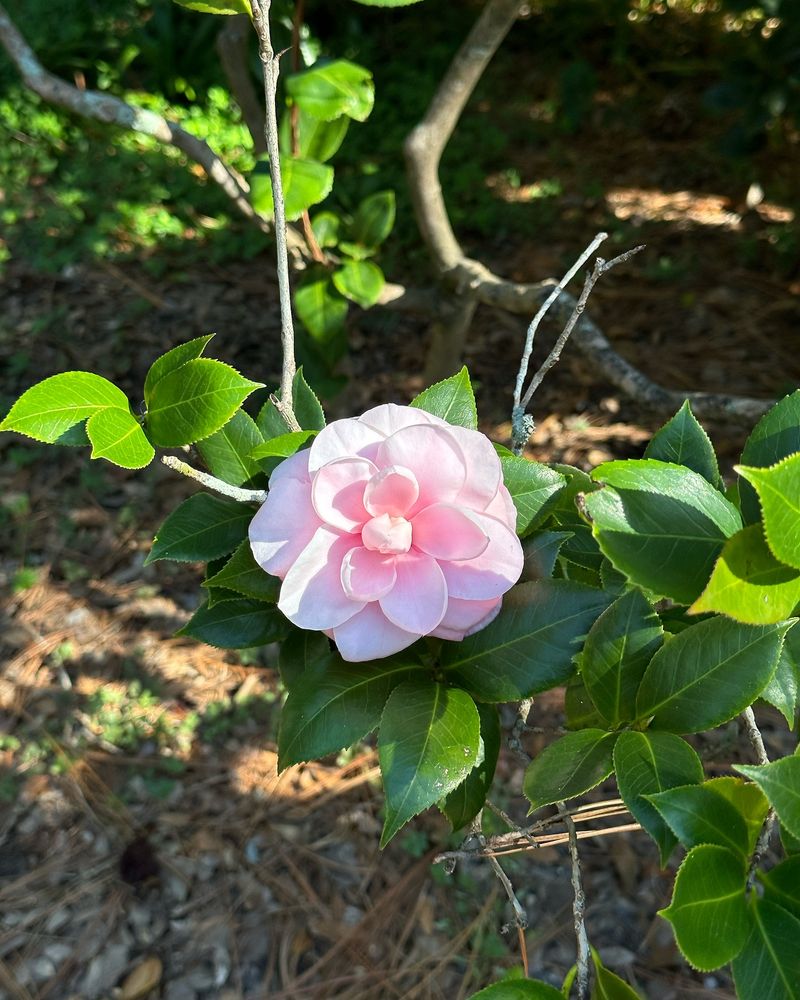 Camellia