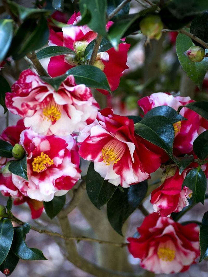 Camellia