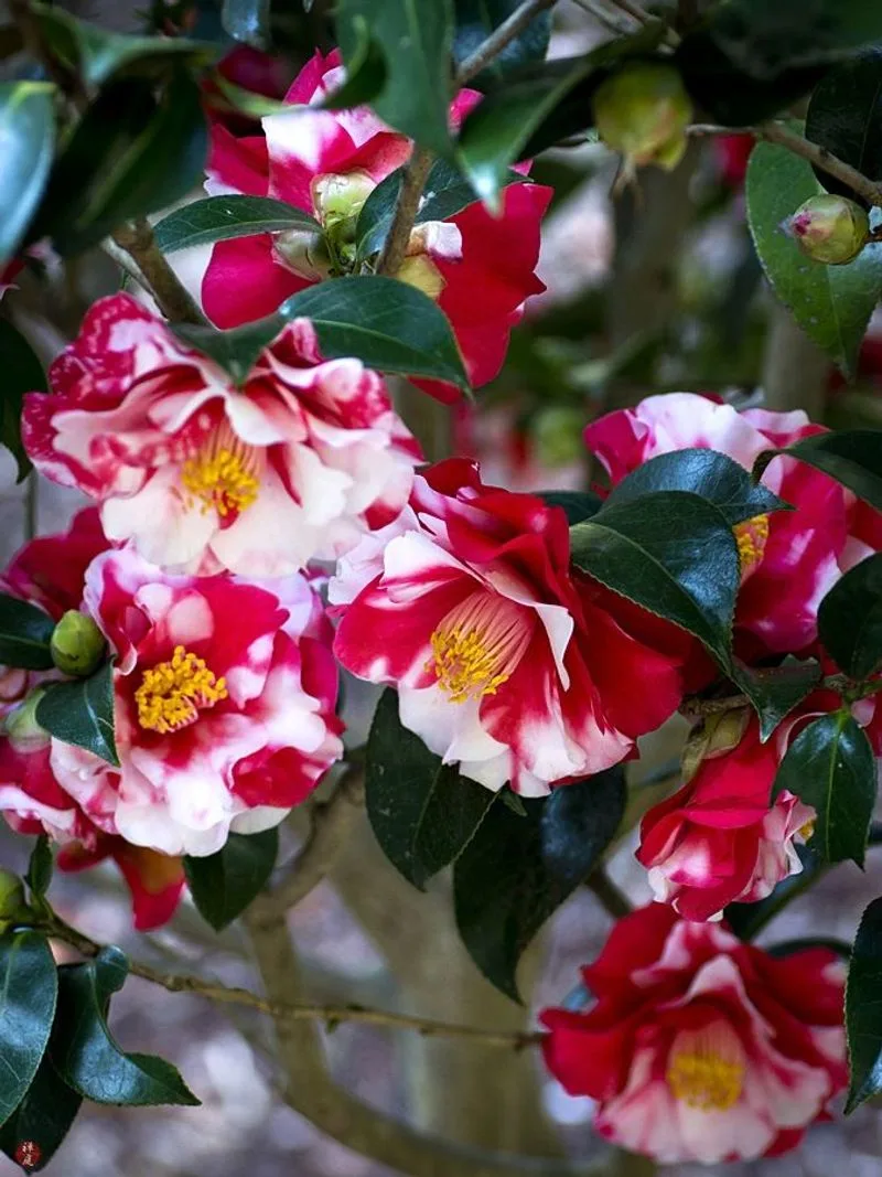 Camellia