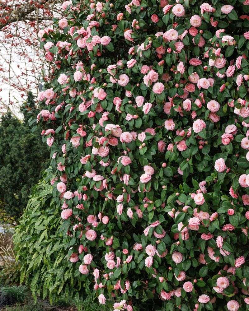 Camellia