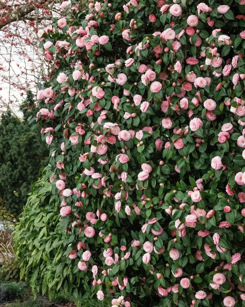 Camellia