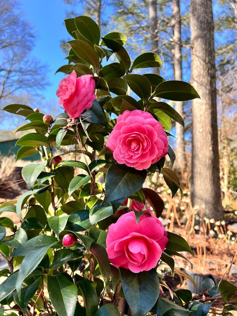 Camellia (Camellia japonica)
