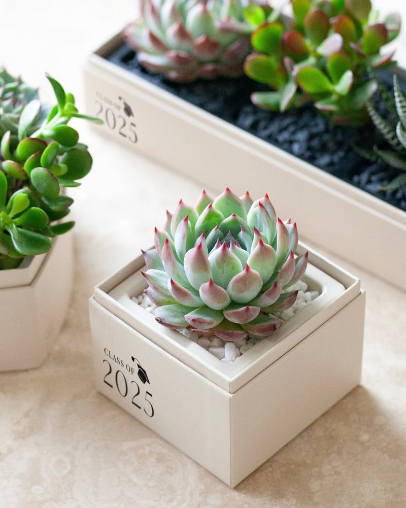 Candlelight Succulents