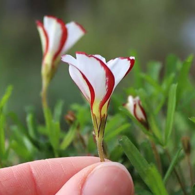 Candy Cane Sorrel