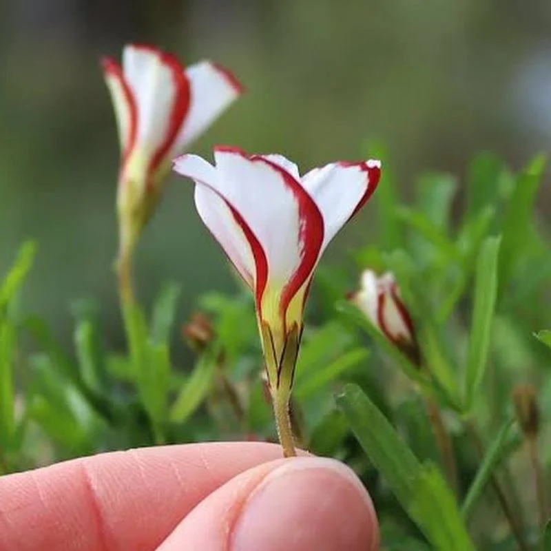 Candy Cane Sorrel