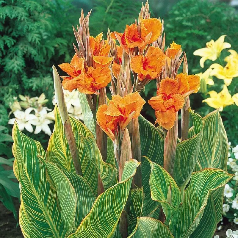 Canna Lily