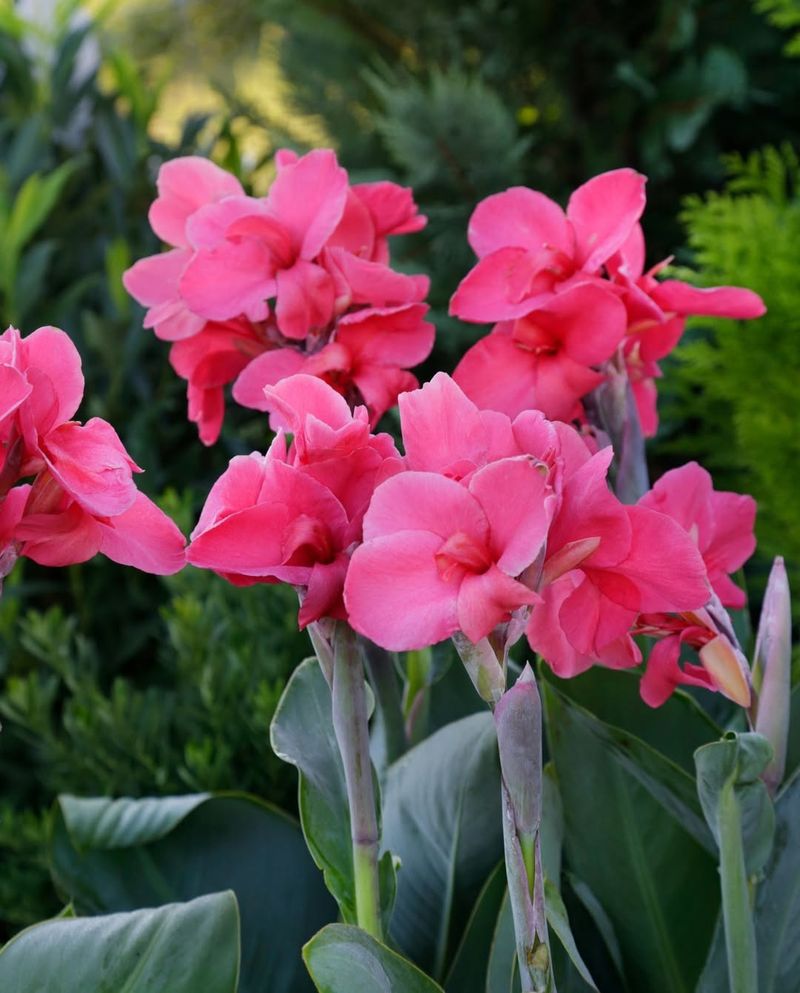 Canna Lily