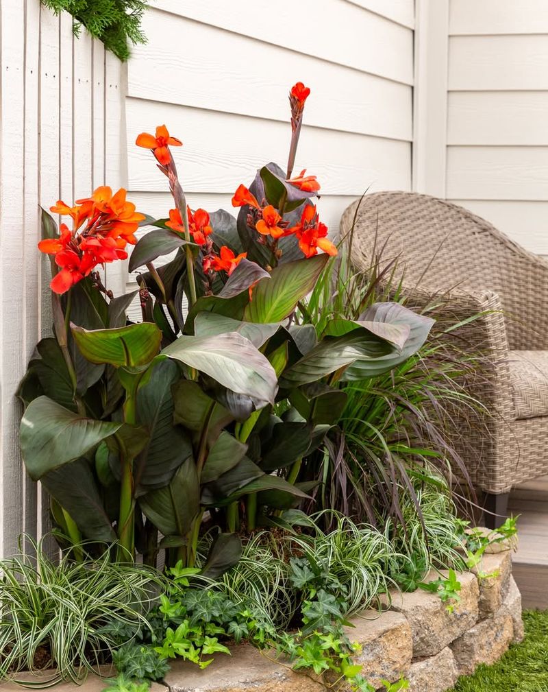 Canna Lily