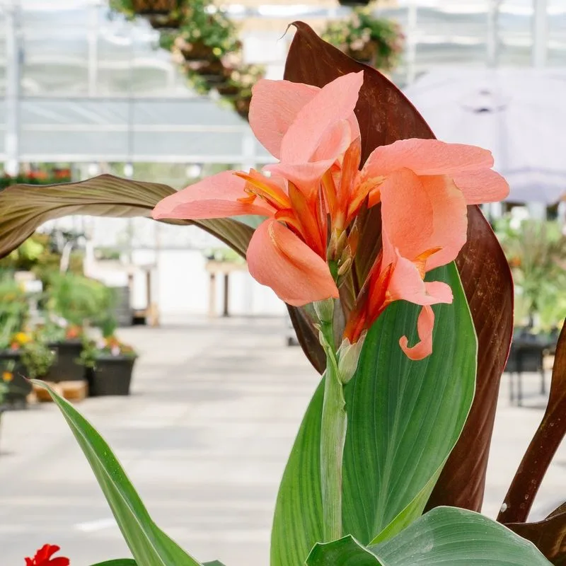 Canna Lily