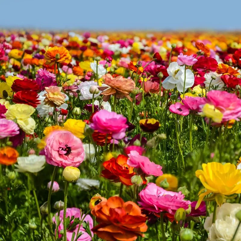 Ranunculus