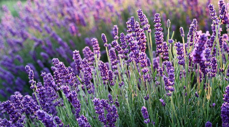 Lavender (Alternative)