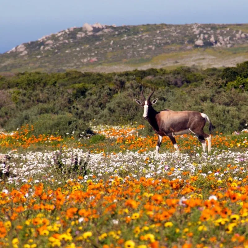Cape Town, South Africa