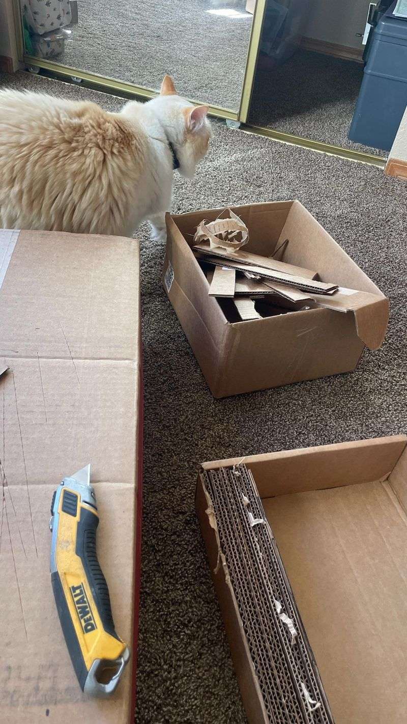 Cardboard