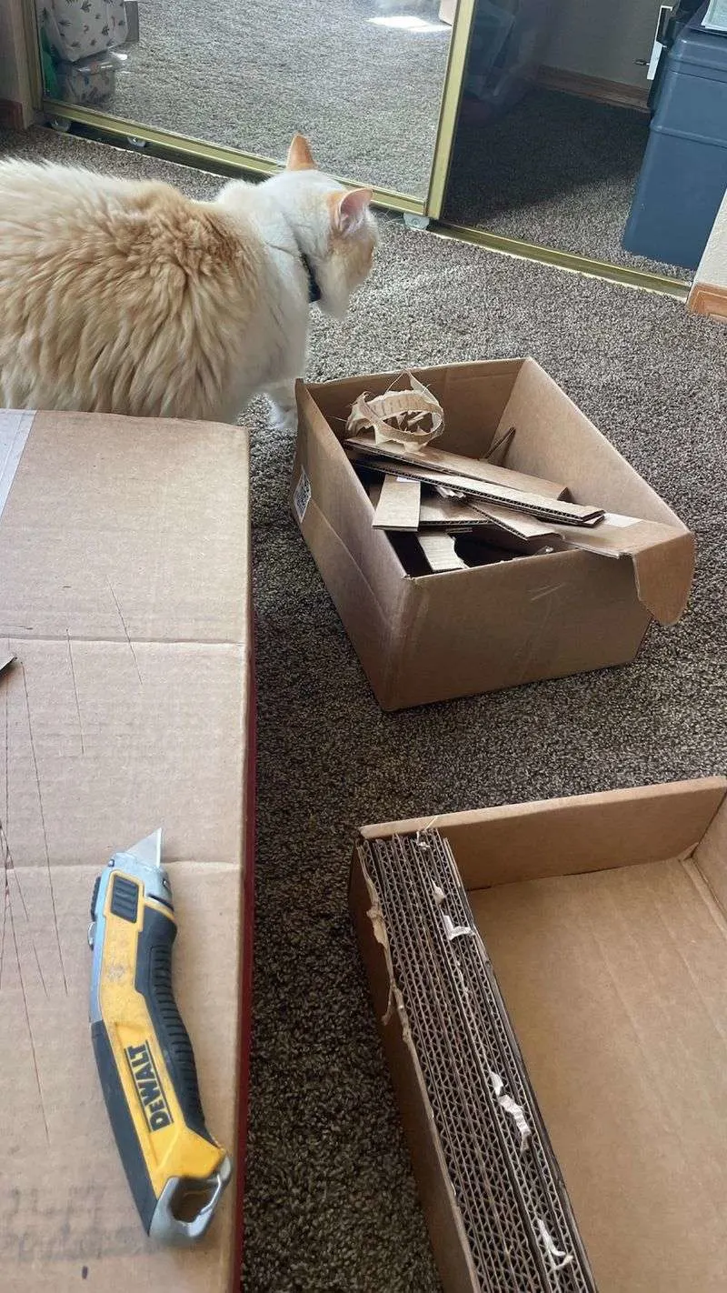 Cardboard