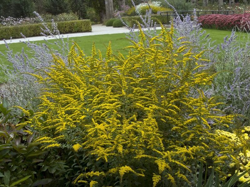 Goldenrod