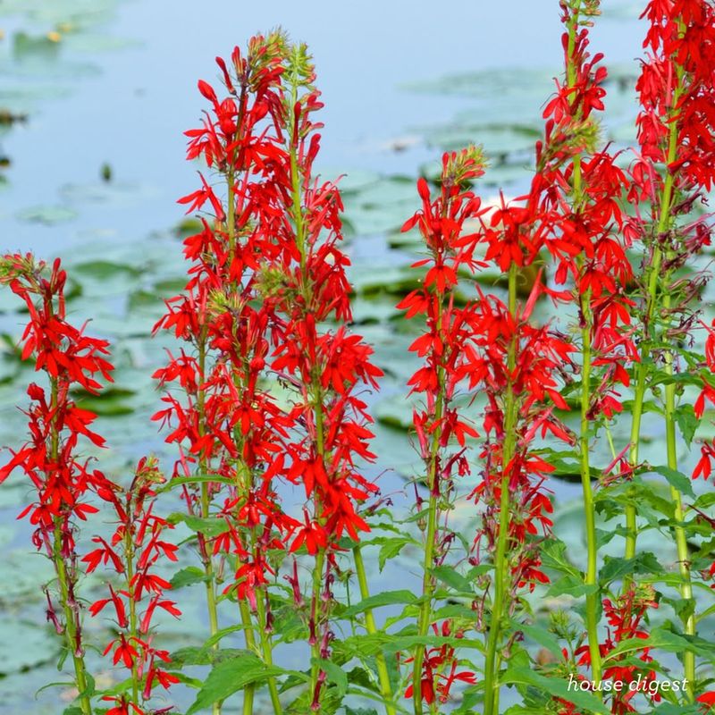 Cardinal Flower (Lobelia cardinalis)