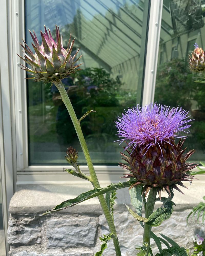 Cardoon (Cynara cardunculus)