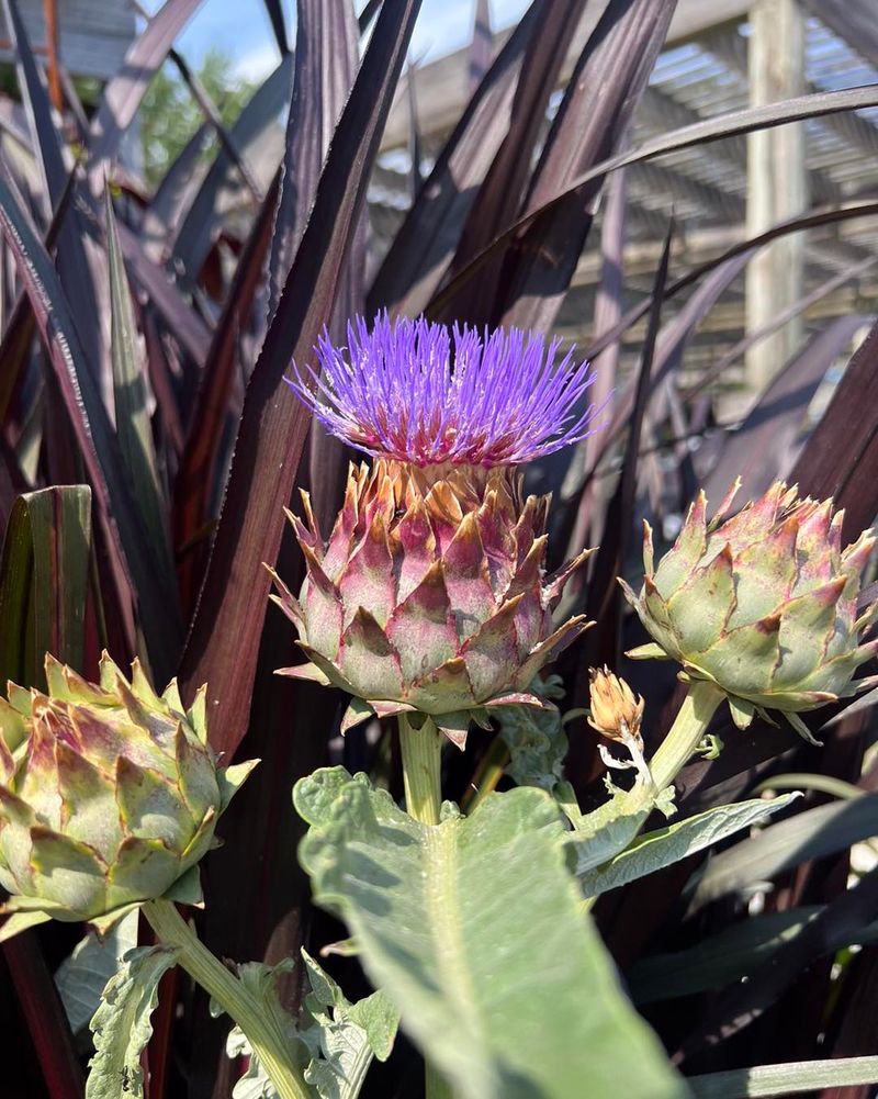 Cardoon